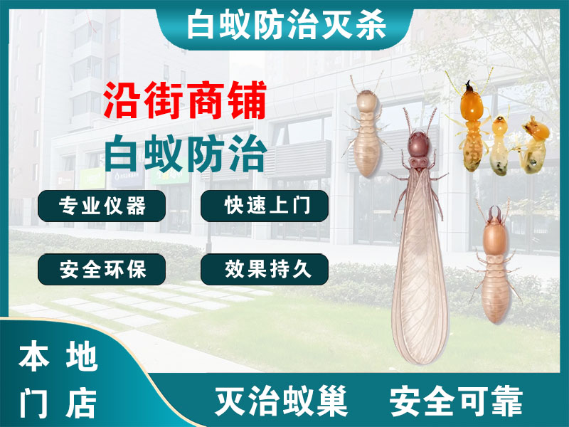 余姚沿街商铺白蚁防治